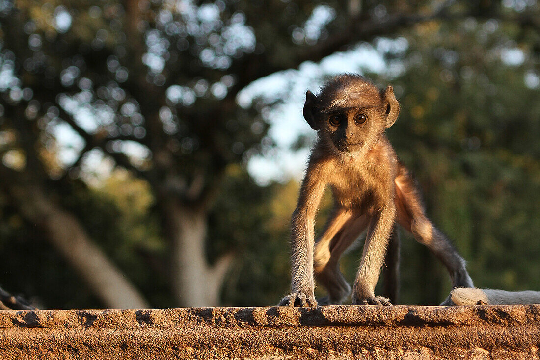 Junger Affe in der Tempelanlage von Mandore, Rajasthan, Indien, Asien
