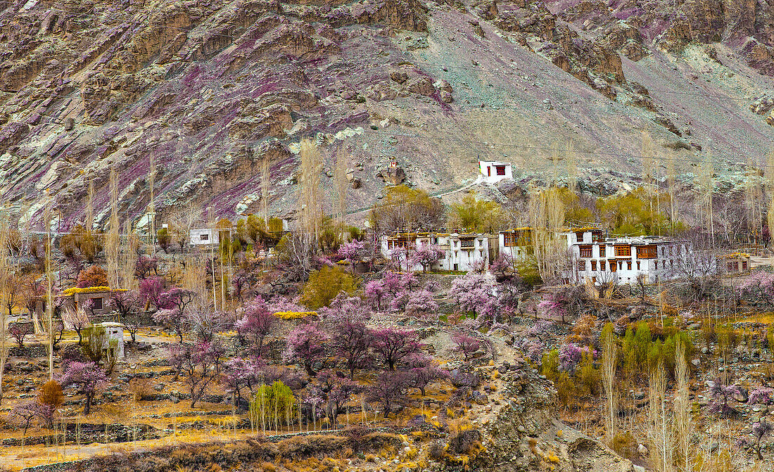 Blühende Aprikosenbäume in Ladakh, Indien, Asien