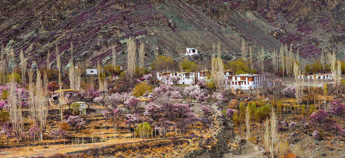 Blühende Aprikosenbäume in Ladakh, Indien, Asien