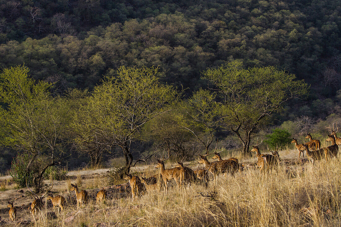 Samba deer in Rhantambore national park, India, Asia