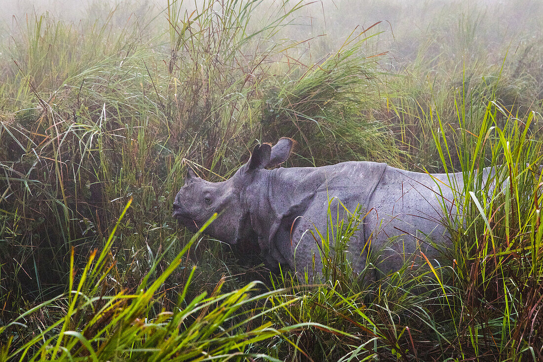 Indian rhinoceros in Kaziranga national park, Assam, India, Asia