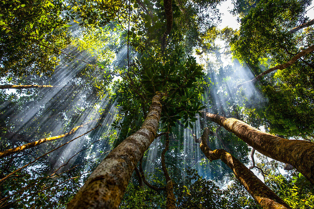 Dschungel im zentralen Hochland von Vietnam, Asien