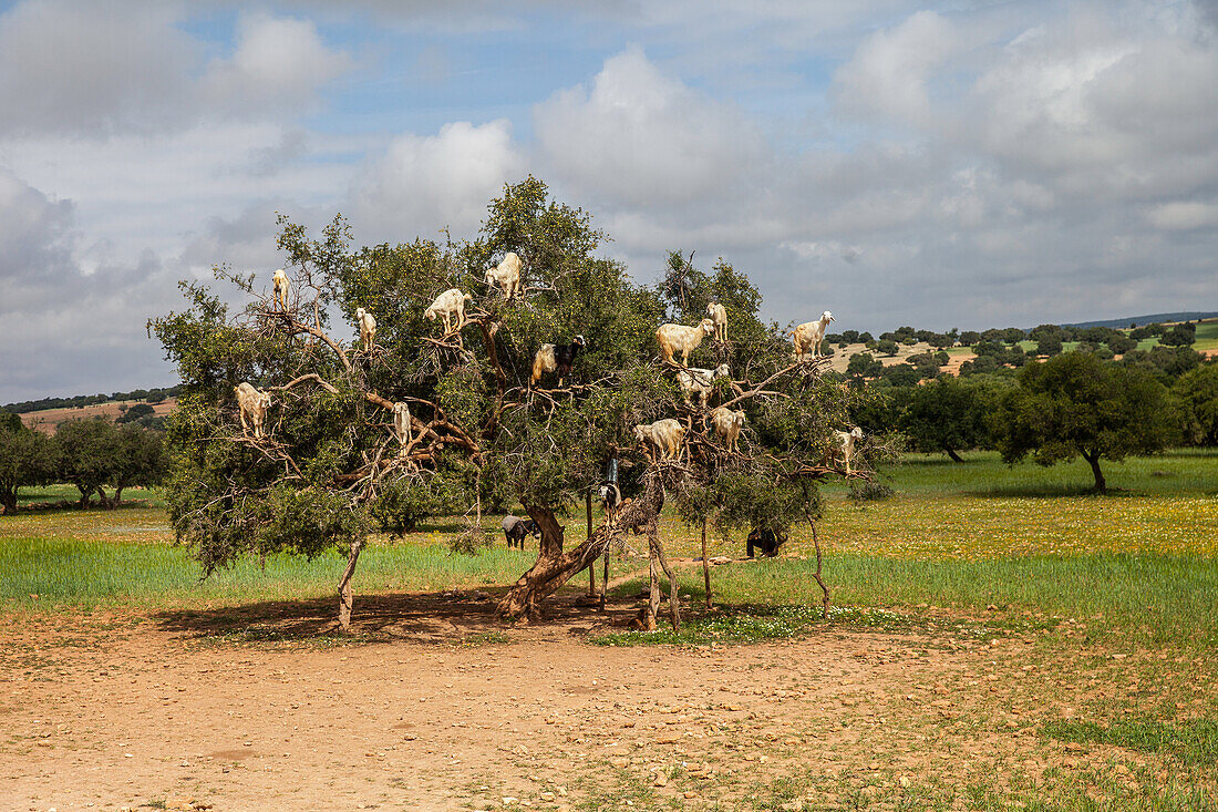 Goats on trees, Morocco, Africa