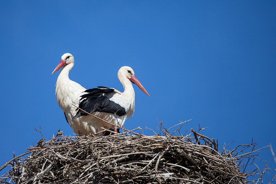 Storks on the roof in Morocco, Africa