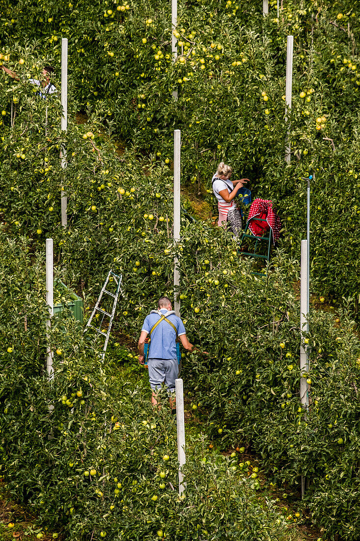 apple harvest near Meran, South Tyrol, Italy