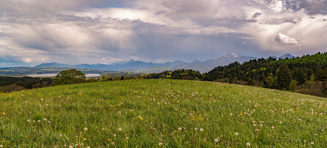 Spring meadow over the Staffelsee with view to the foothill of the bavarian alps with mount Heimgarten and Herzogstand, Bad Kohlgrub, Upper Bavaria, Germany