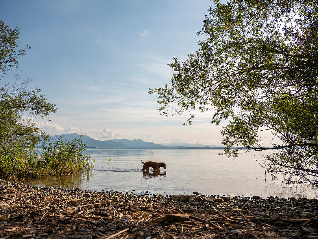 A dog splashing in the Chiemsee, Chieming, Upper Bavaria, Germany