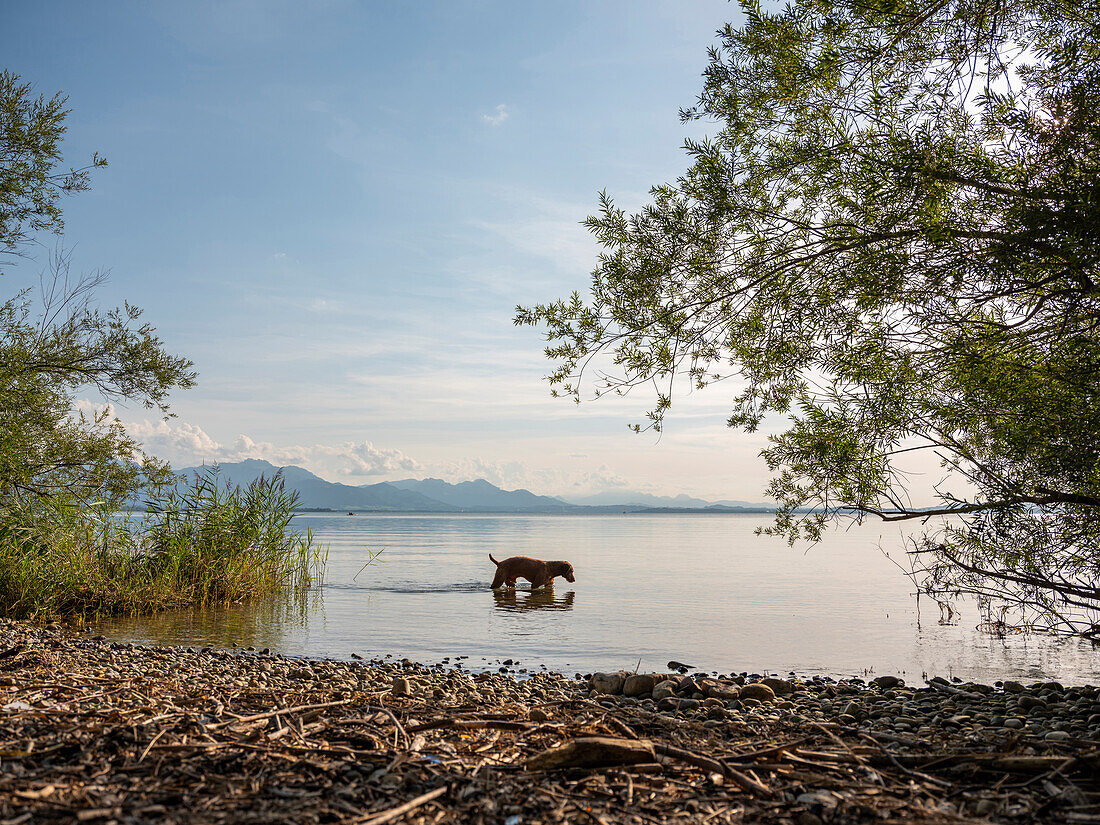 Ein plantschender Hund im Chiemsee, Chieming, Oberbayern, Deutschland