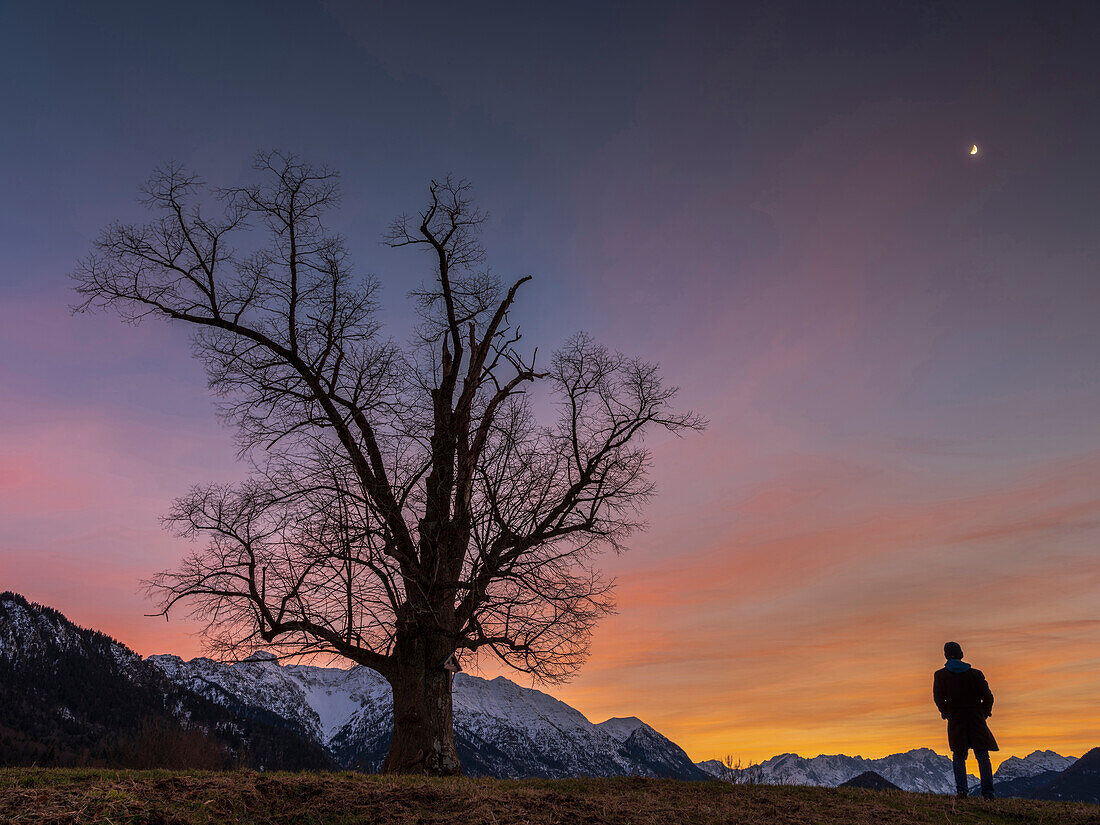 A man stands at the blue hour on a hill next to a tree and looks towards Karwendel and Wetterstein mountains, Eschenlohe, Upper Bavaria, Germany