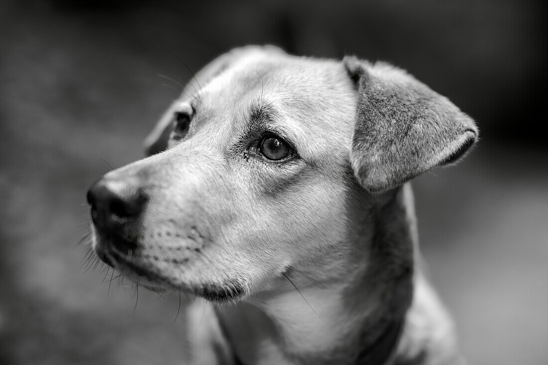 Hundeportrait Buffo, Bad Kohlgrub, Oberbayern, Deutschland