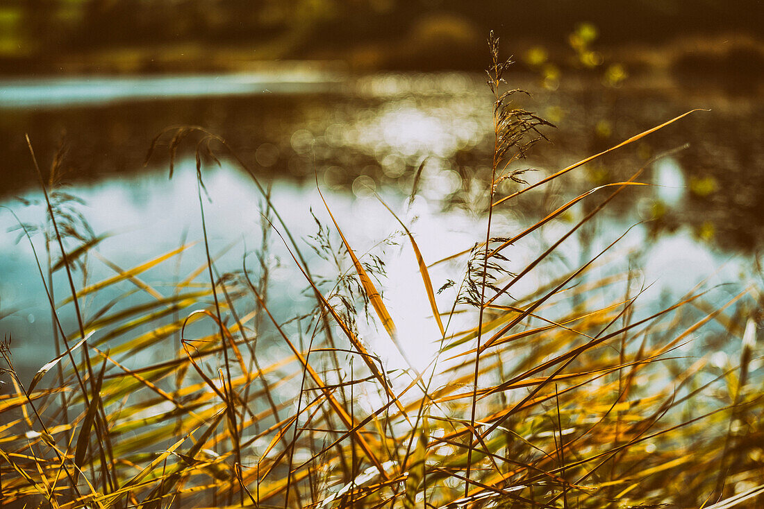 Reed in late autumn at a pond, Bad Kohlgrub, Upper Bavaria, Germany