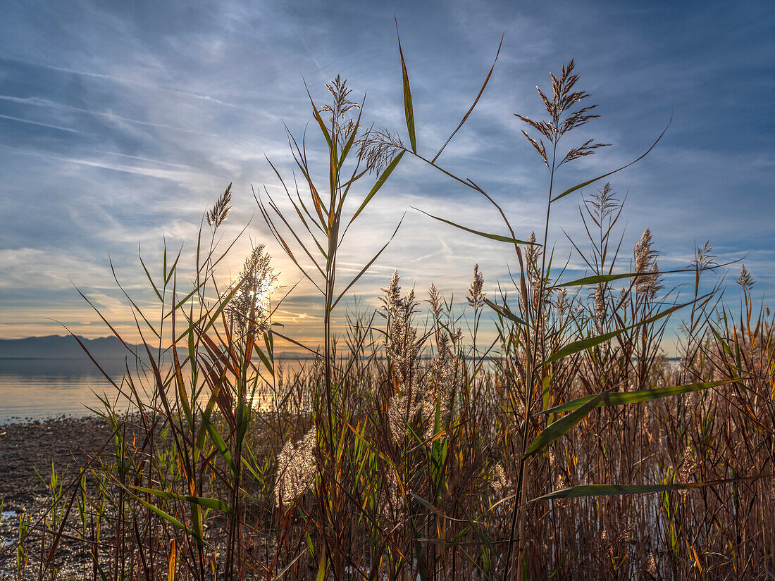 View through the reeds to the sunset over the Chiemsee and the Chiemgau Alps, Chieming, Upper Bavaria, Germany