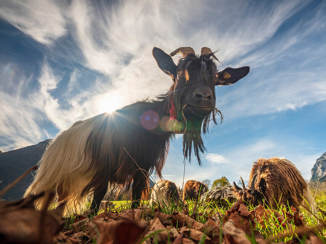 Ziegen beim Grasen in der herbstlichen Landschaft am Watzmann, Ramsau, Oberbayern, Deutschland