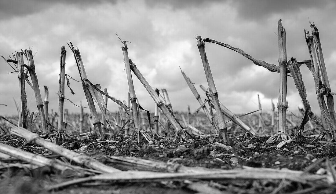 Harvested corn field, Grabenstätt, Upper Bavaria, Germany