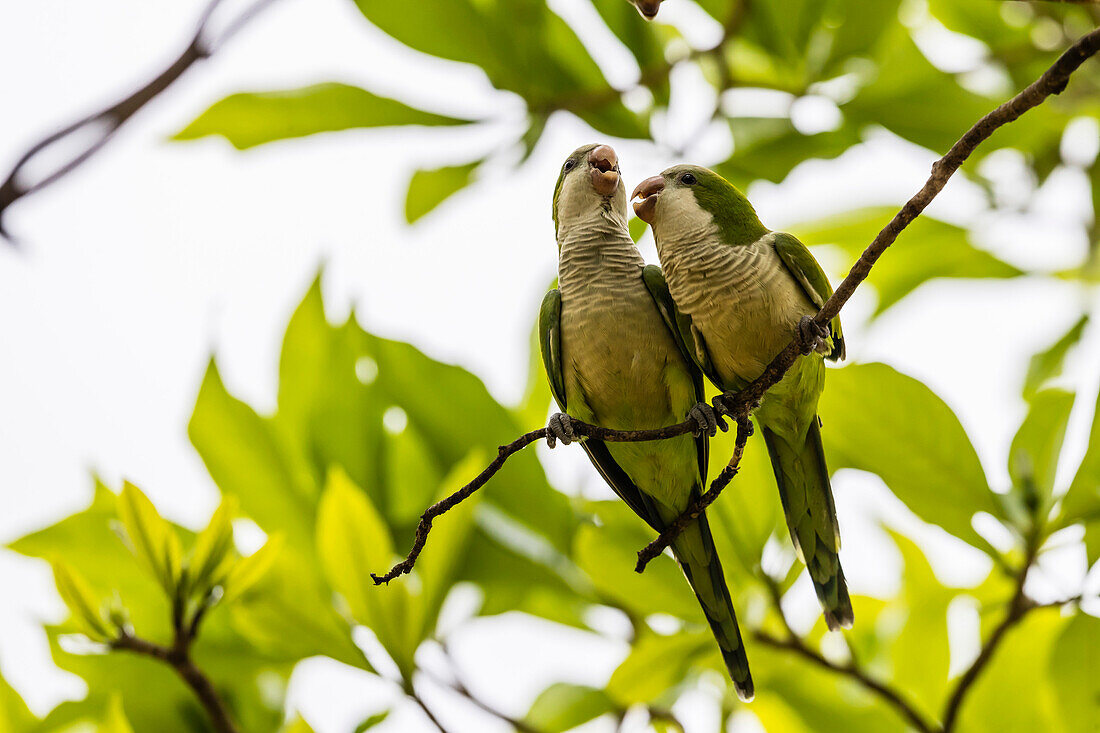A pair of monk parakeets (Myiopsitta monachus), Pousado Alegre, Mato Grosso, Brazil, South America