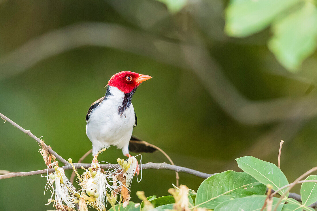 An adult yellow-billed cardinal (Paroaria capitata), Porto Jofre, Mato Grosso, Brazil, South America