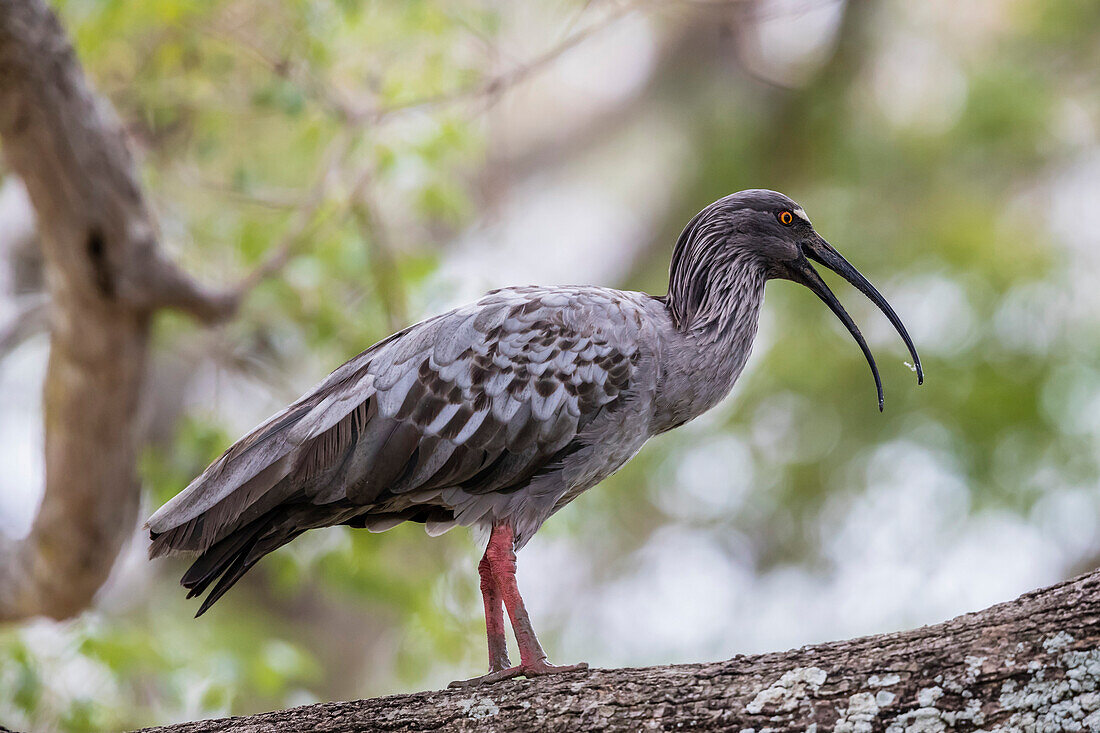 An adult plumbeous ibis (Theristicus caerulescens), Pousado Alegre, Mato Grosso, Brazil, South America