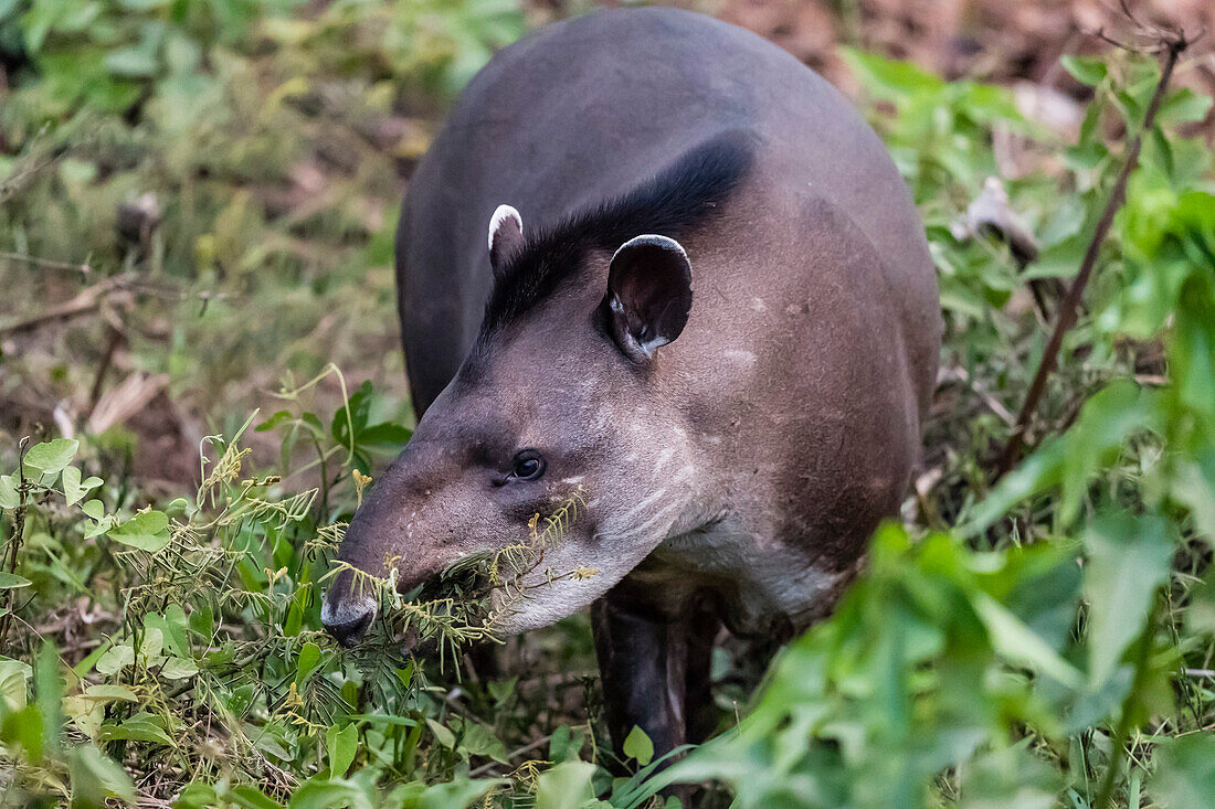 An adult South American tapir (Tapirus terrestris), Pousado Rio Claro, Mato Grosso, Brazil, South America