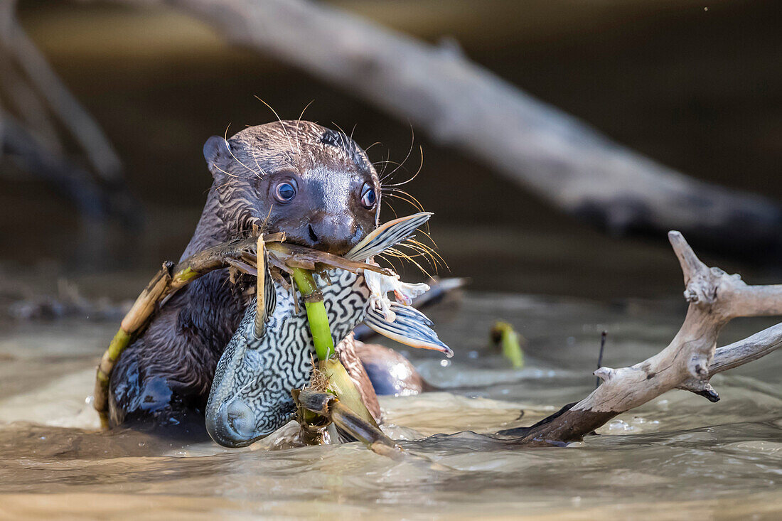 Giant river otter (Pteronura brasiliensis), feeding near Puerto Jofre, Mato Grosso, Pantanal, Brazil, South America