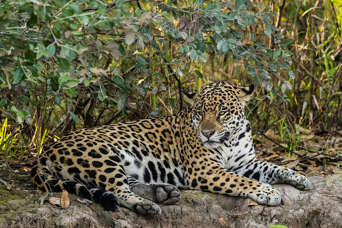 An adult female jaguar (Panthera onca), resting on the riverbank, Rio Negro, Mato Grosso, Brazil, South America