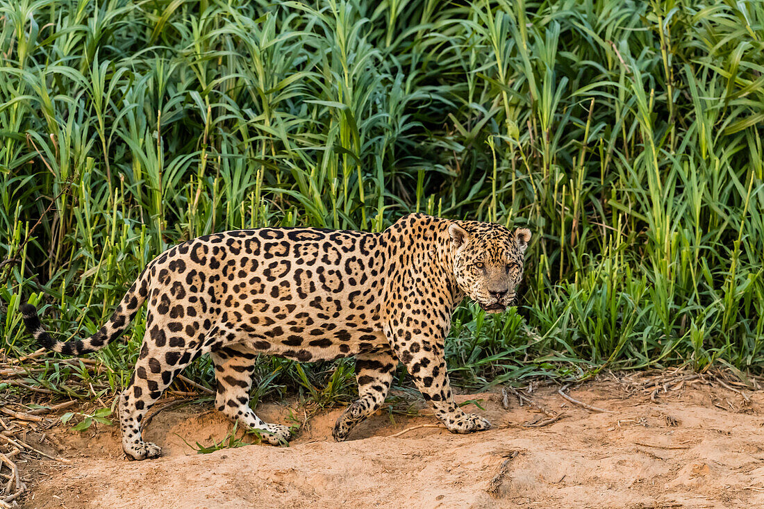 An adult male jaguar (Panthera onca), on the riverbank of the Rio Cuiaba, Mato Grosso, Brazil, South America