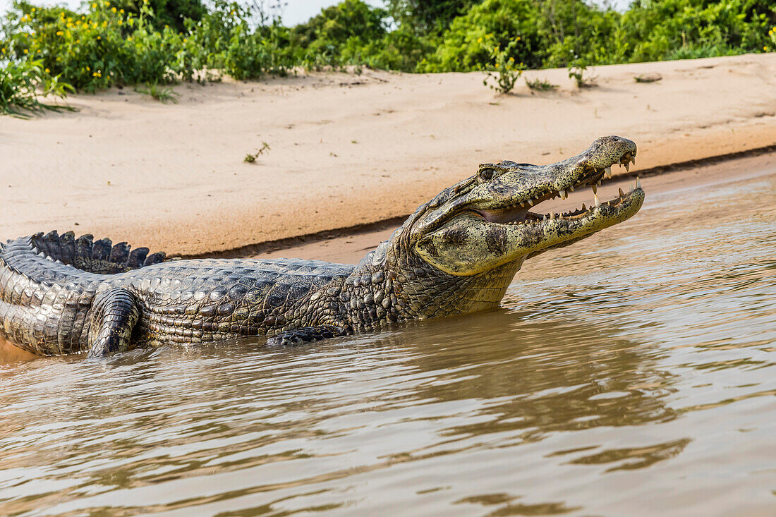 An adult yacare caiman (Caiman yacare), on the riverbank near Porto Jofre, Brazil, South America