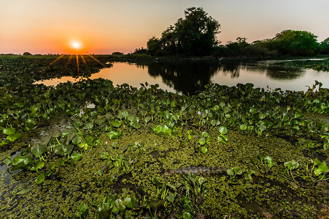 Sunset over water at Pouso Alegre Fazenda, Mato Grosso, Pantanal, Brazil, South America