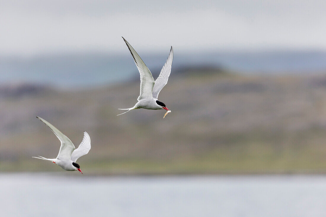 Adult Arctic terns (Sterna paradisaea), returning to the nest with fish, Vigur Island, Iceland, Polar Regions