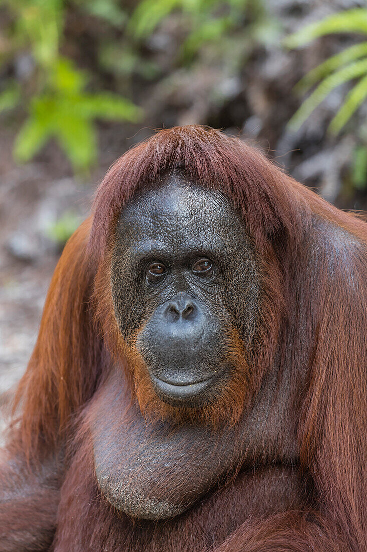 Female Bornean orangutan (Pongo pygmaeus) at Camp Leakey, Borneo, Indonesia, Southeast Asia, Asia