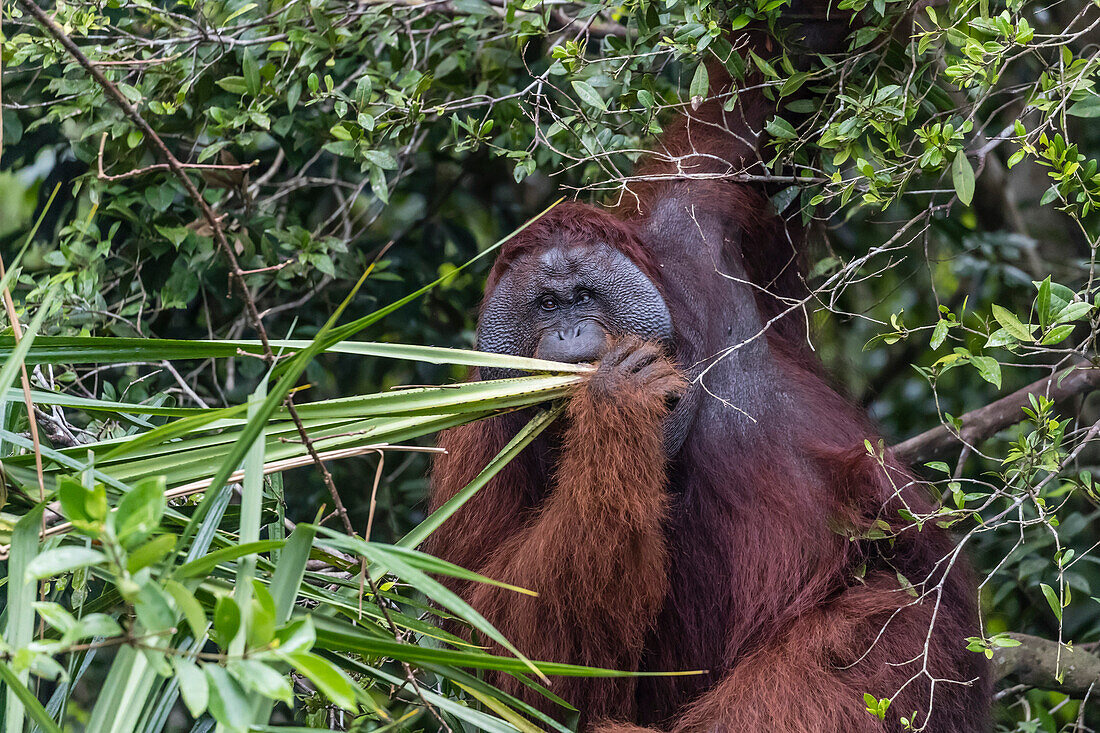 Wild male Bornean orangutan (Pongo pygmaeus), on the Sekonyer River, Borneo, Indonesia, Southeast Asia, Asia
