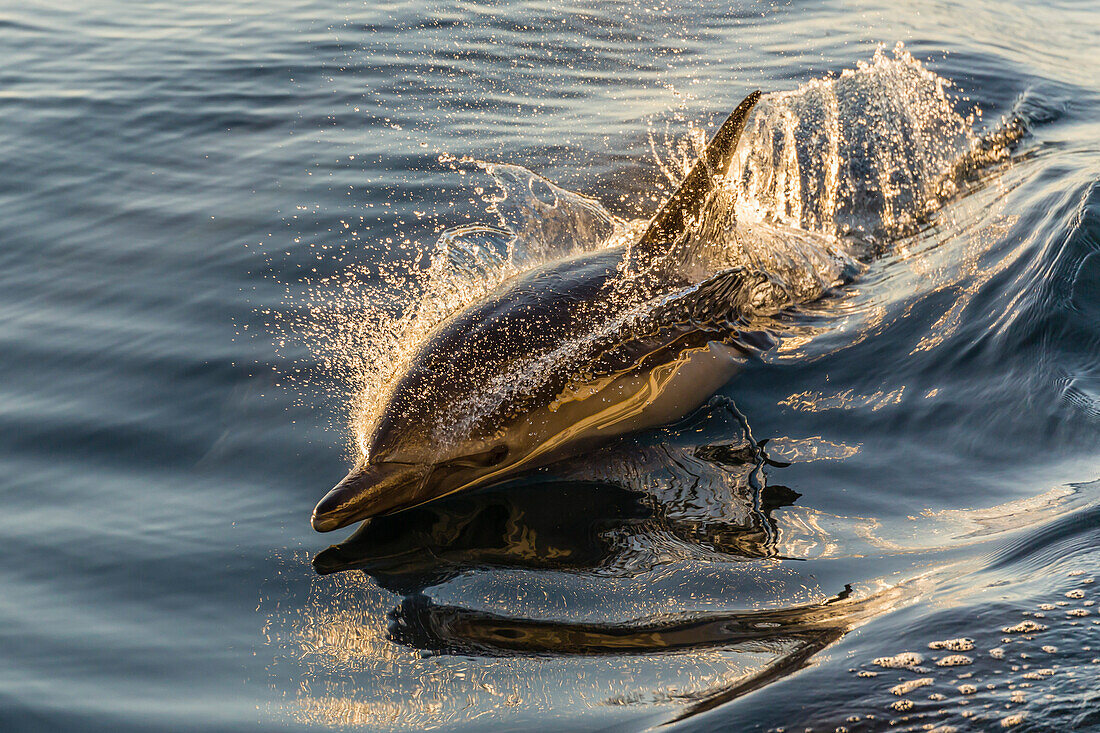 Long-beaked common dolphin (Delphinus capensis) wake riding, Isla Danzante, Baja California Sur, Mexico, North America