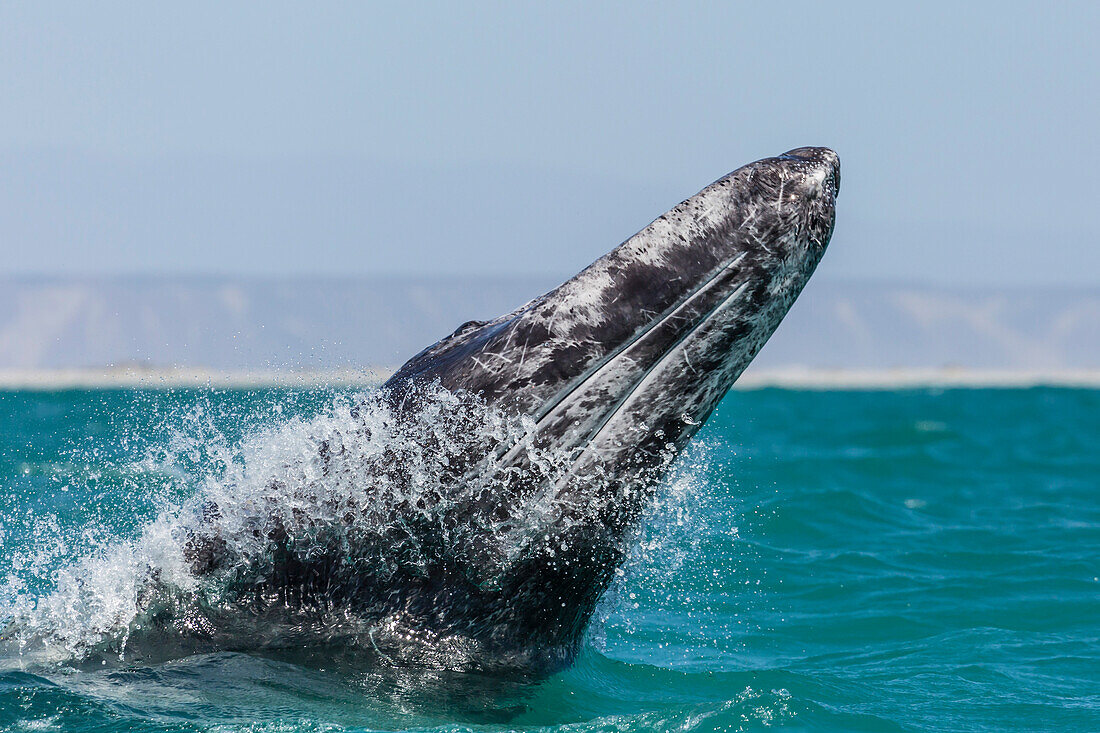 California gray whale calf (Eschritius robustus) breaching in San Ignacio Lagoon, Baja California Sur, Mexico, North America