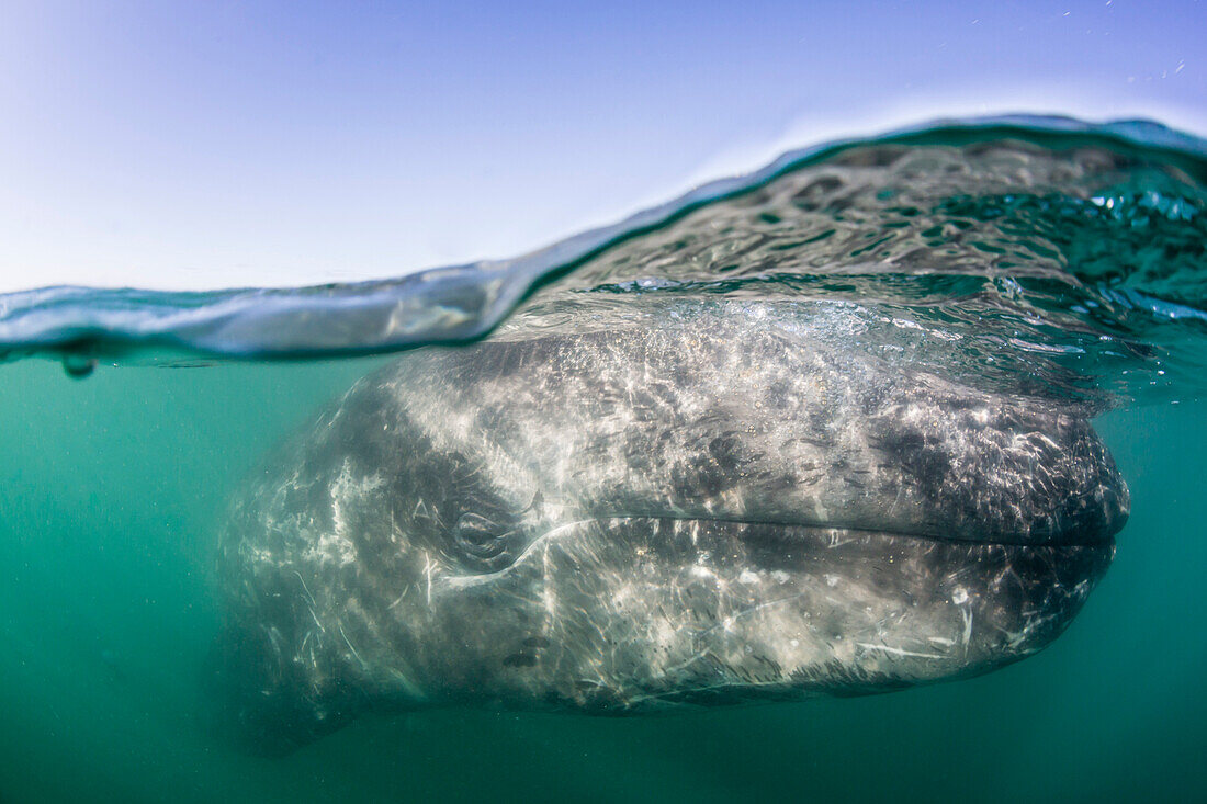 California gray whale calf (Eschritius robustus), half above half below, San Ignacio Lagoon, Baja California Sur, Mexico, North America