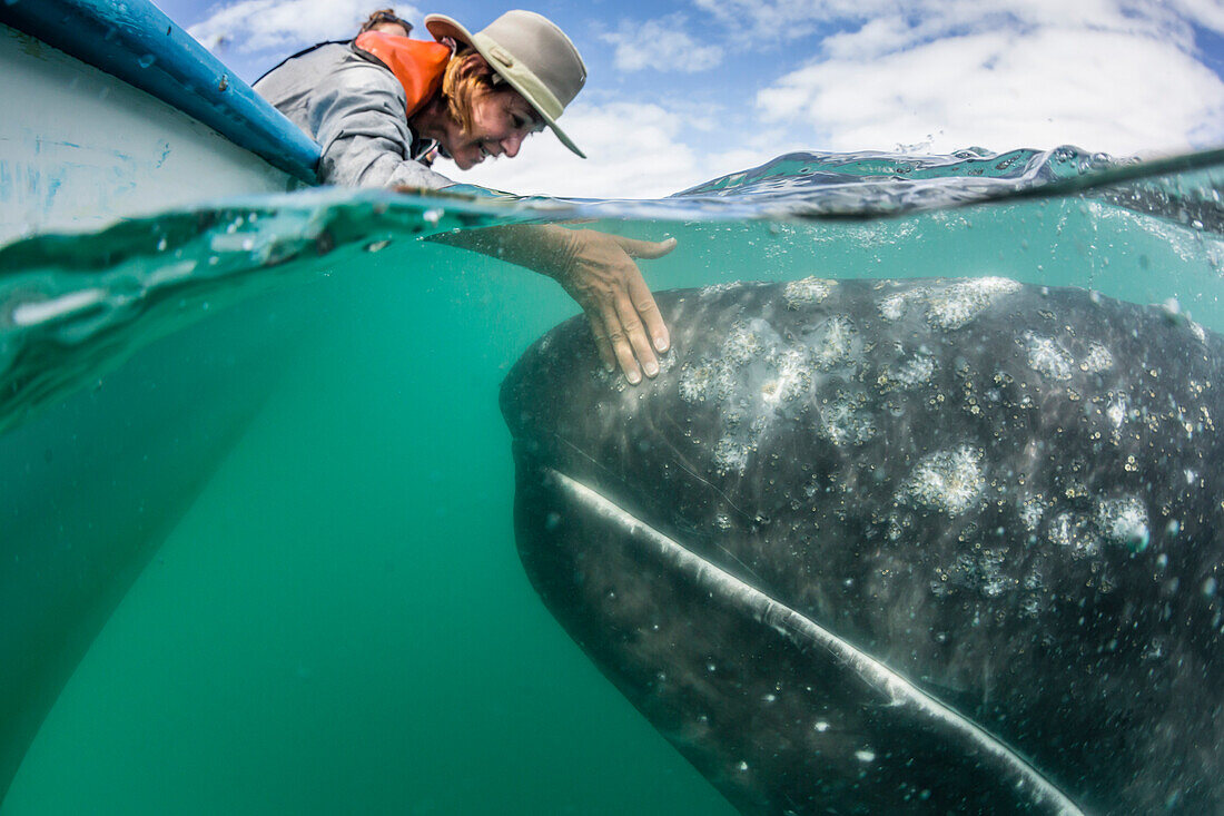 California gray whale calf (Eschritius robustus), half above half below, with tourists, San Ignacio Lagoon, Baja California Sur, Mexico, North America