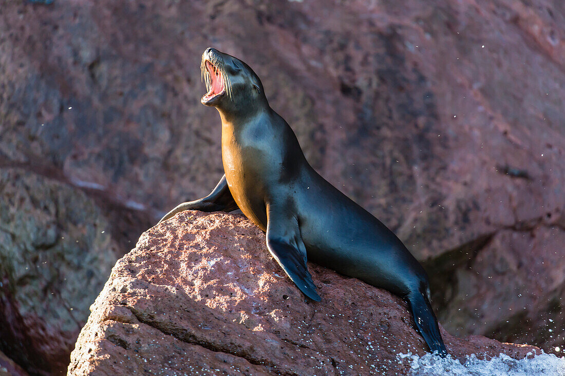 Young California sea lion (Zalophus californianus) barking, Los Islotes, Baja California Sur, Mexico, North America