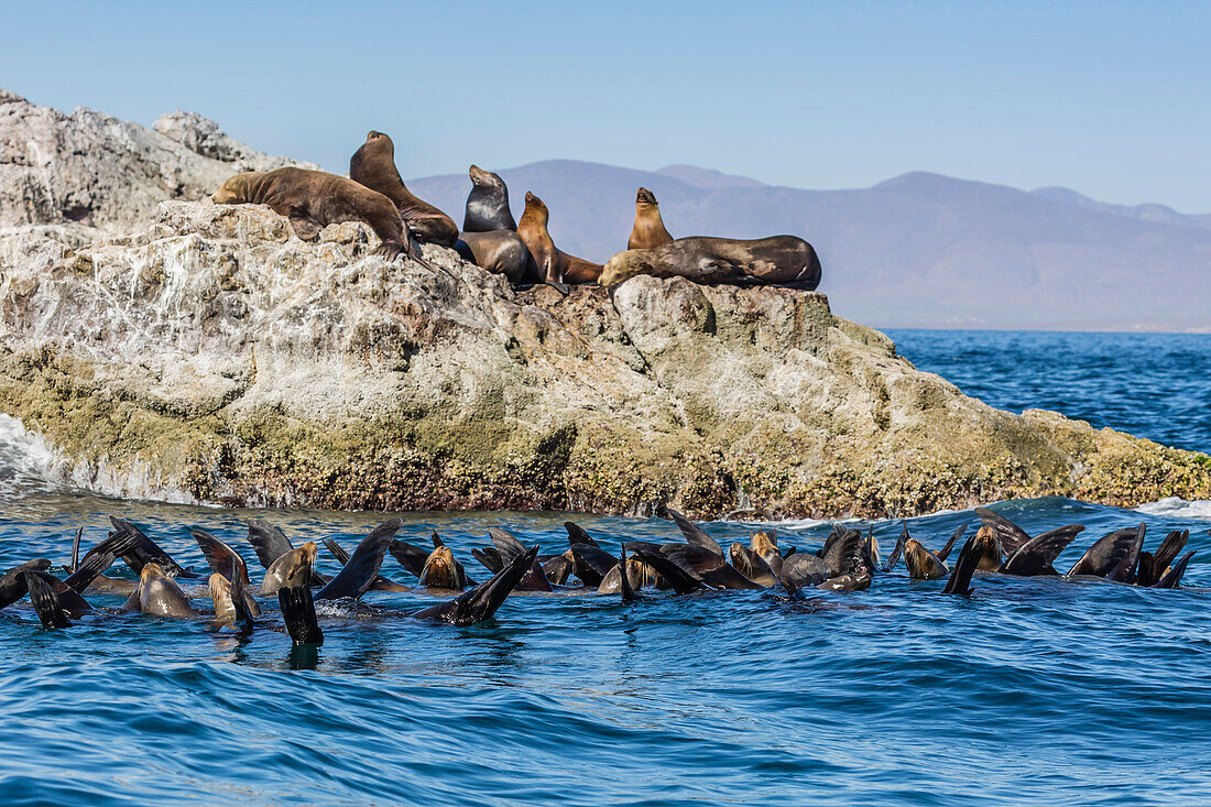 California sea lions (Zalophus californianus), thermoregulating, Isla San Marcos, Baja California Sur, Mexico, North America