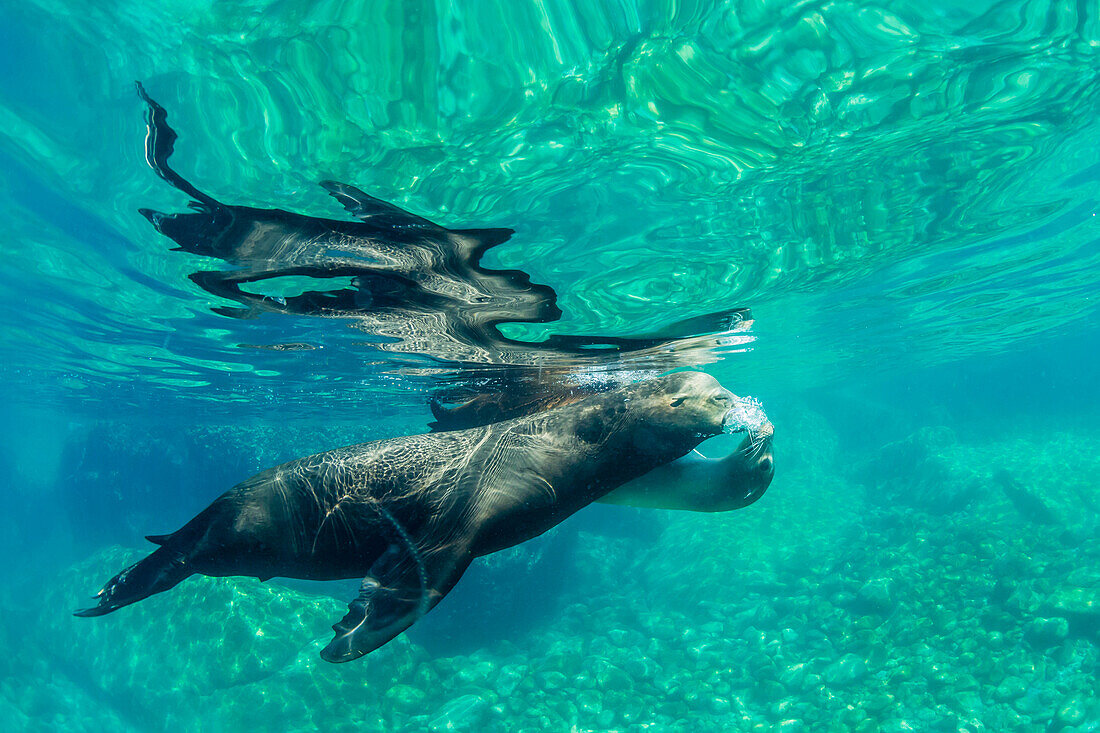 California sea lions (Zalophus californianus) underwater at Los Islotes, Baja California Sur, Mexico, North America