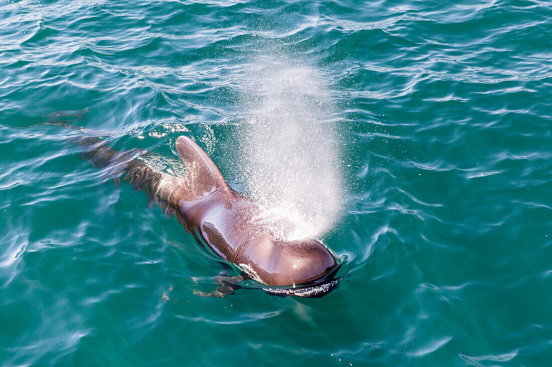 Bull short-finned pilot whale (Globicephala macrorhynchus), surfacing near Isla Danzante, Baja California Sur, Mexico, North America