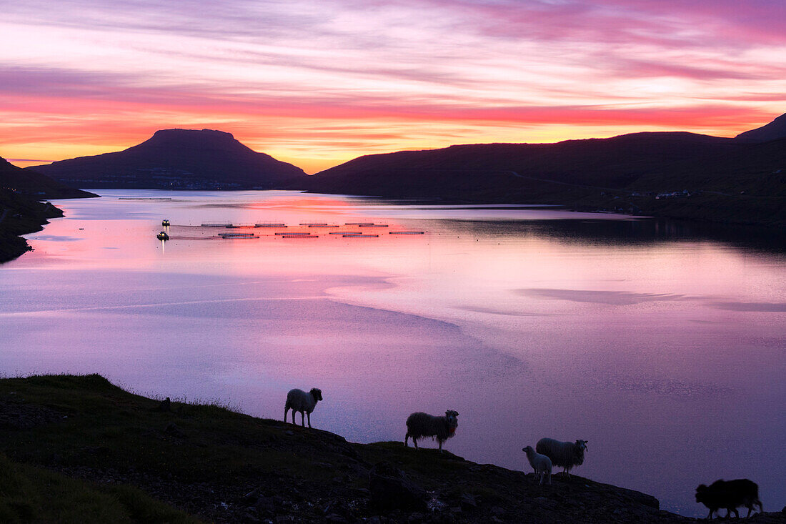 Sheep on hills above the ocean at sunrise, Eidi, Nordskali fjord, Eysturoy Island, Faroe Islands, Denmark, Europe