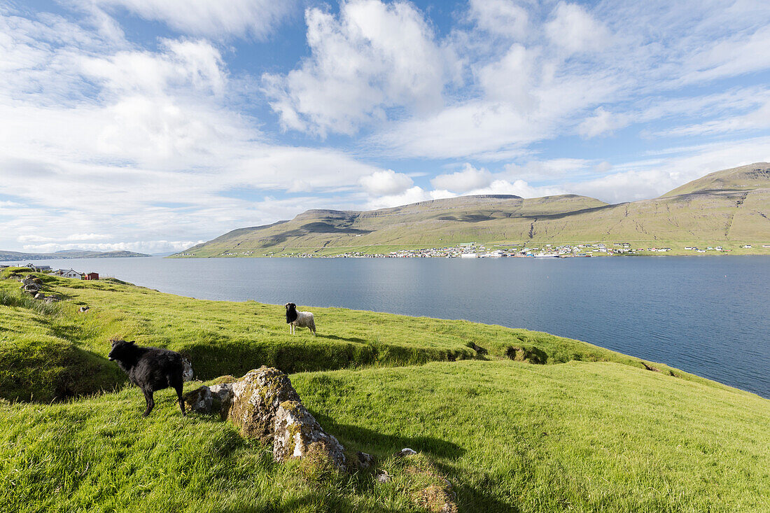 Sheep on green meadows, Skipanes, Eysturoy Island, Faroe Islands, Denmark, Europe
