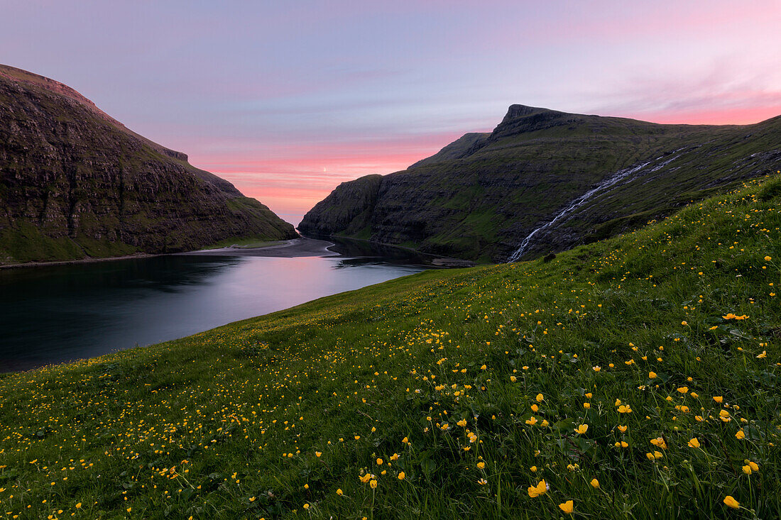 Wild flowers around the sea water lagoon Saksun, Streymoy Island, Faroe Islands, Denmark, Europe