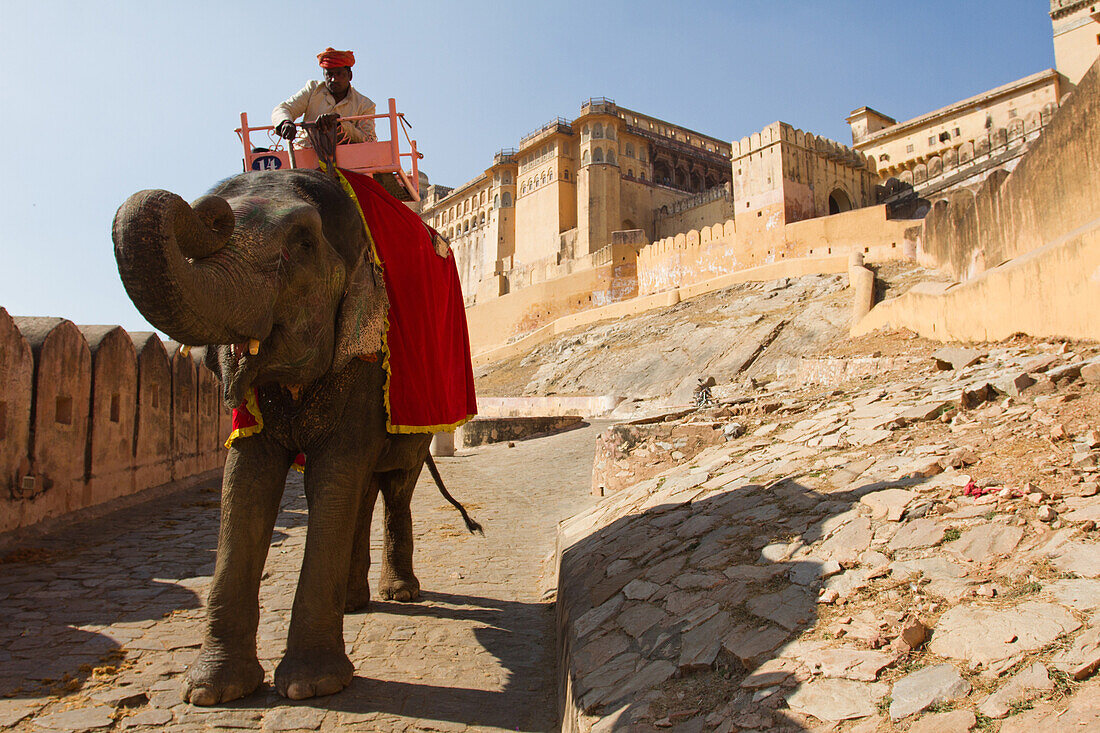 An elephant and its rider walk the walls of the Amber Fort, Jaipur, Rajasthan, India, Asia