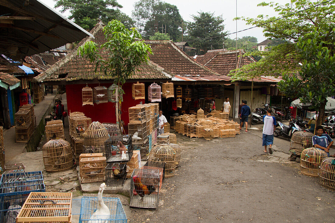 The bird and flower markets of Malang, Malang, East Java, Indonesia, Southeast Asia, Asia