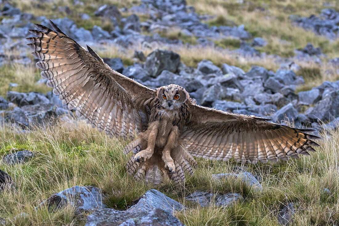 European (Eurasian) eagle owl (Bubo bubo) juvenile in flight, captive, Cumbria, England, United Kingdom, Europe