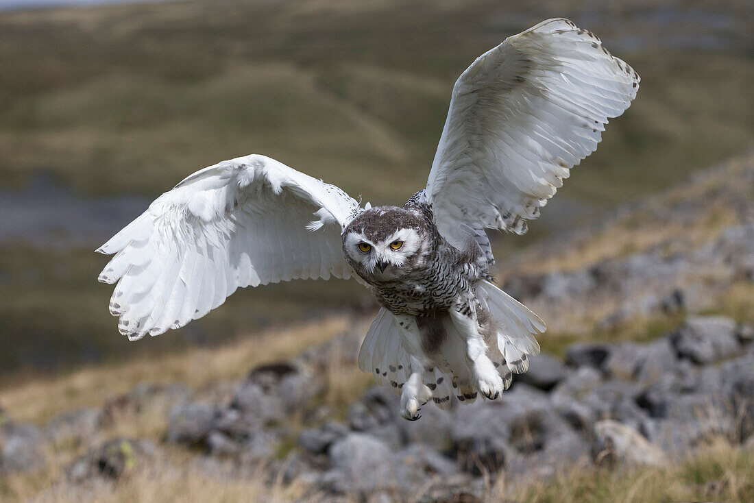 Snowy owl (Bubo scandiacus) juvenile in flight, captive, Cumbria, England, United Kingdom, Europe