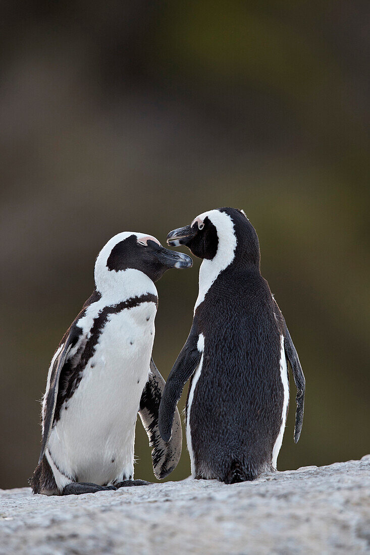 African Penguin (Spheniscus demersus) pair, Simon's Town, South Africa, Africa