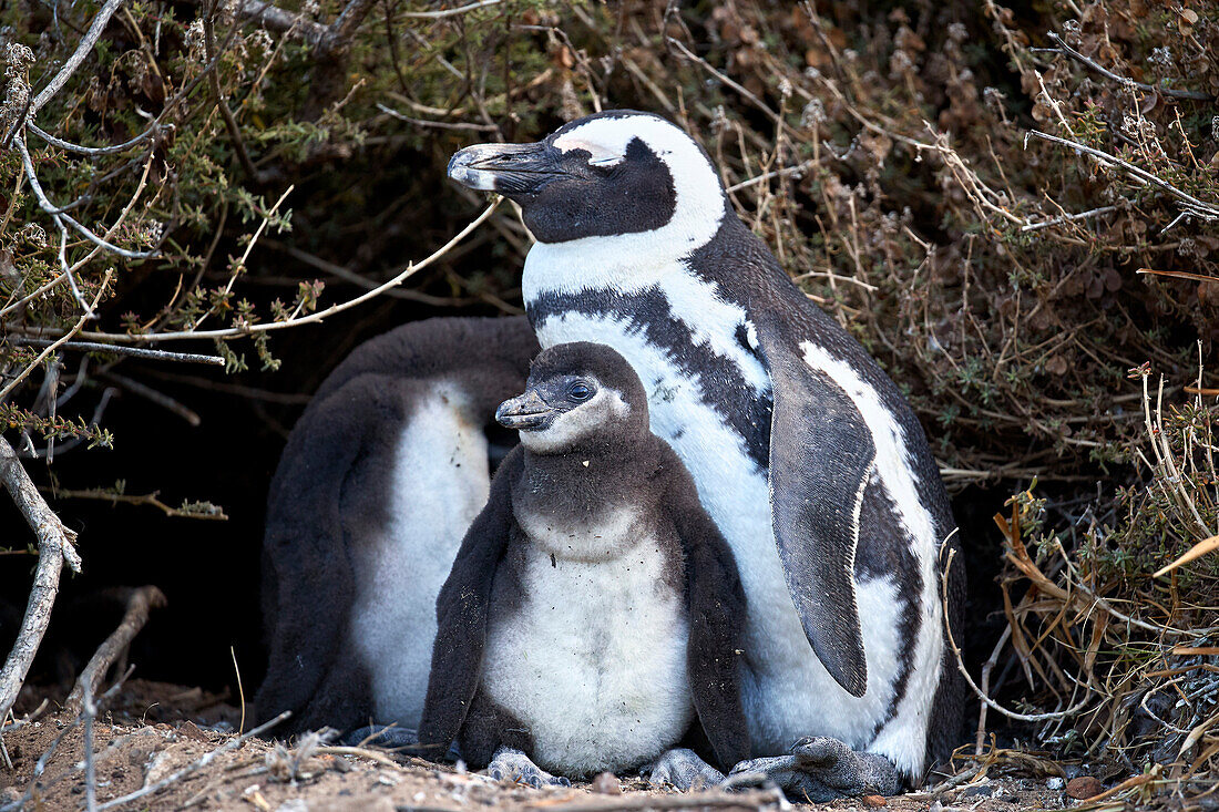 African Penguin (Spheniscus demersus) chicks and parent, Simon's Town, South Africa, Africa