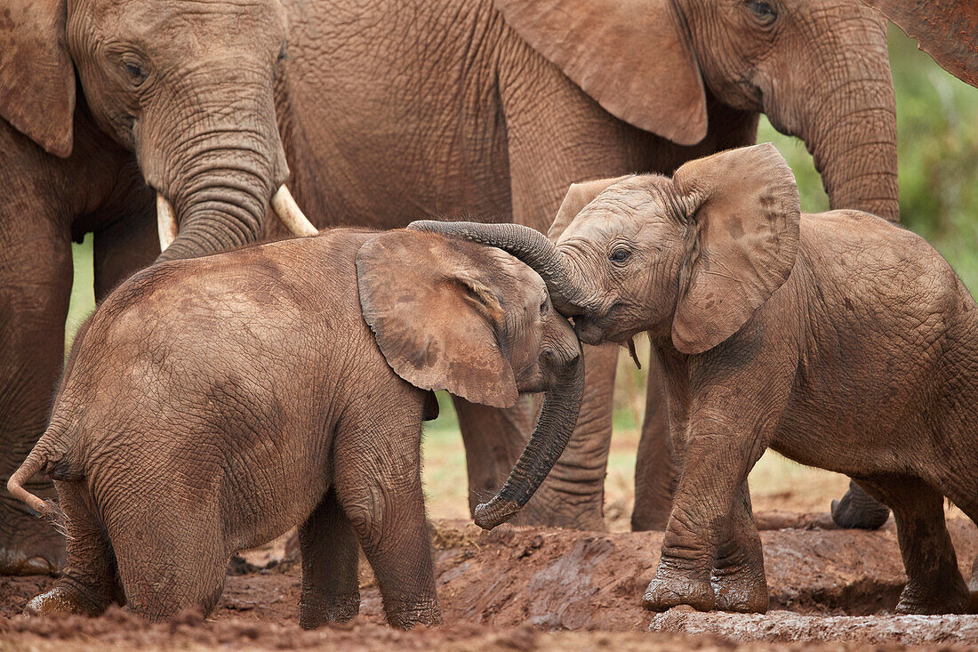 African Elephant (Loxodonta africana) young playing, Addo Elephant National Park, South Africa, Africa