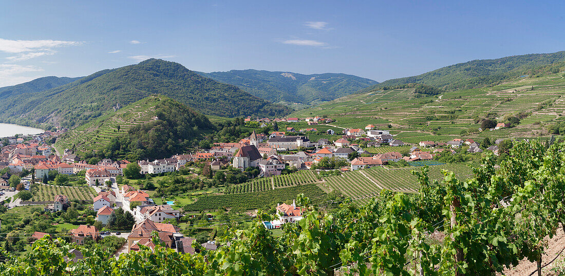 Vineyards in summer, Danube River, Spitz, Cultural Landscape Wachau, UNESCO World Heritage Site, Austria, Europe