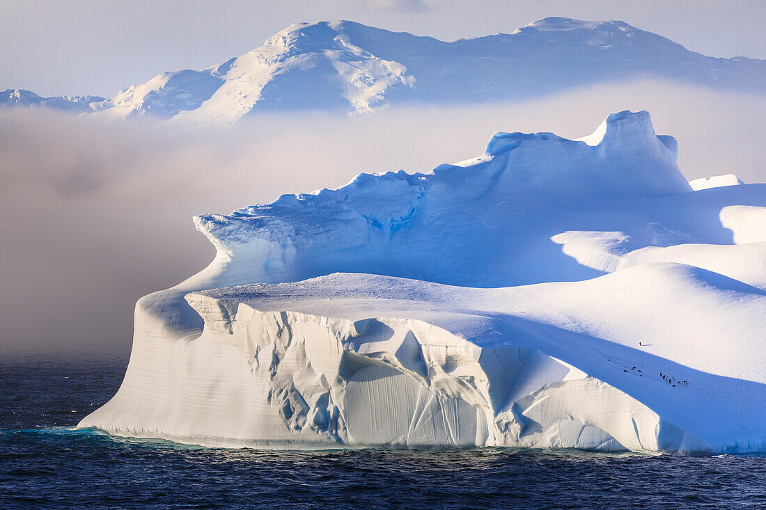 Penguins on a huge non-tabular iceberg, mountains, evening light and mist, Bransfield Strait, South Shetland Islands, Antarctica, Polar Regions